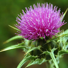 Trong hạt giống cây khế sữa (tên tiếng anh là milk thistle) có thành phần chính là silymarin. Đây là một hoạt chất quan trọng có khả năng chống viêm và chống oxy hóa mạnh mẽ cùng khả năng hạ đường huyết và hạ men gan